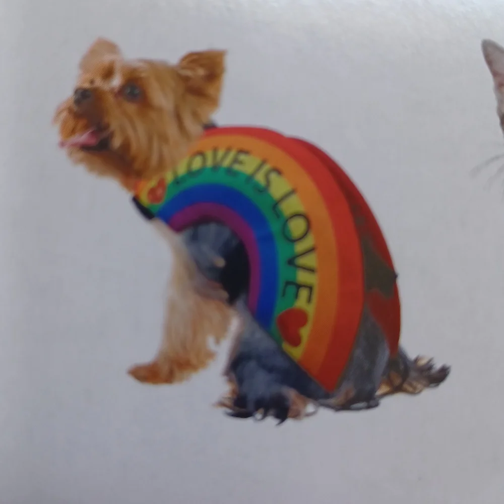 Fun Pride Bundle Rainbow Dog Accessories!